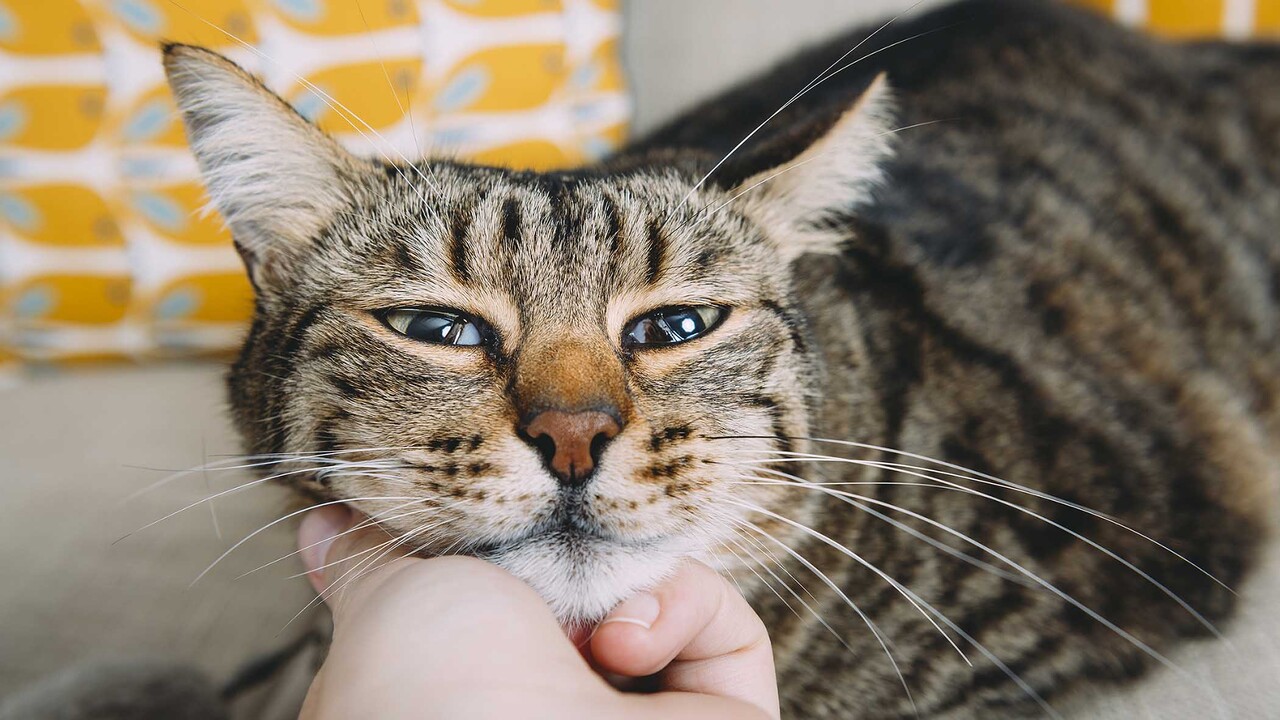 Best in Show: How Chewy Stands Out from the Pack, Including Amazon