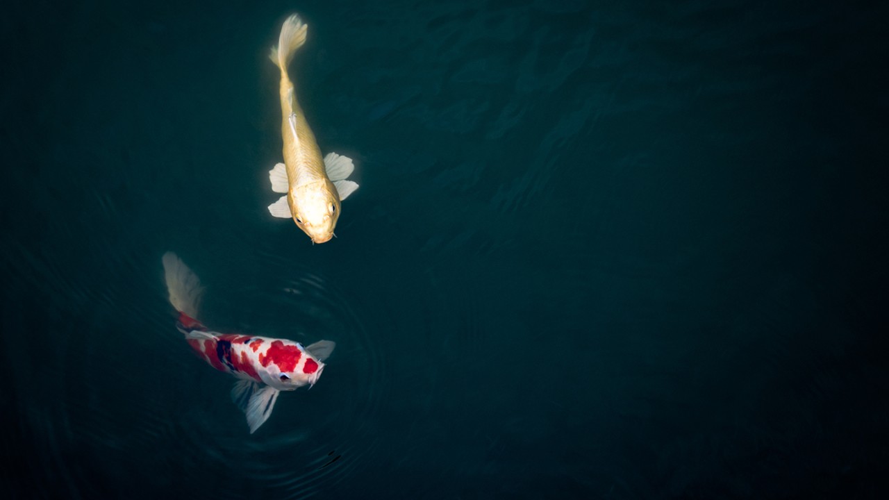 Customer Capitalism: A Discussion of Purpose, Persistence, and Blind Spots