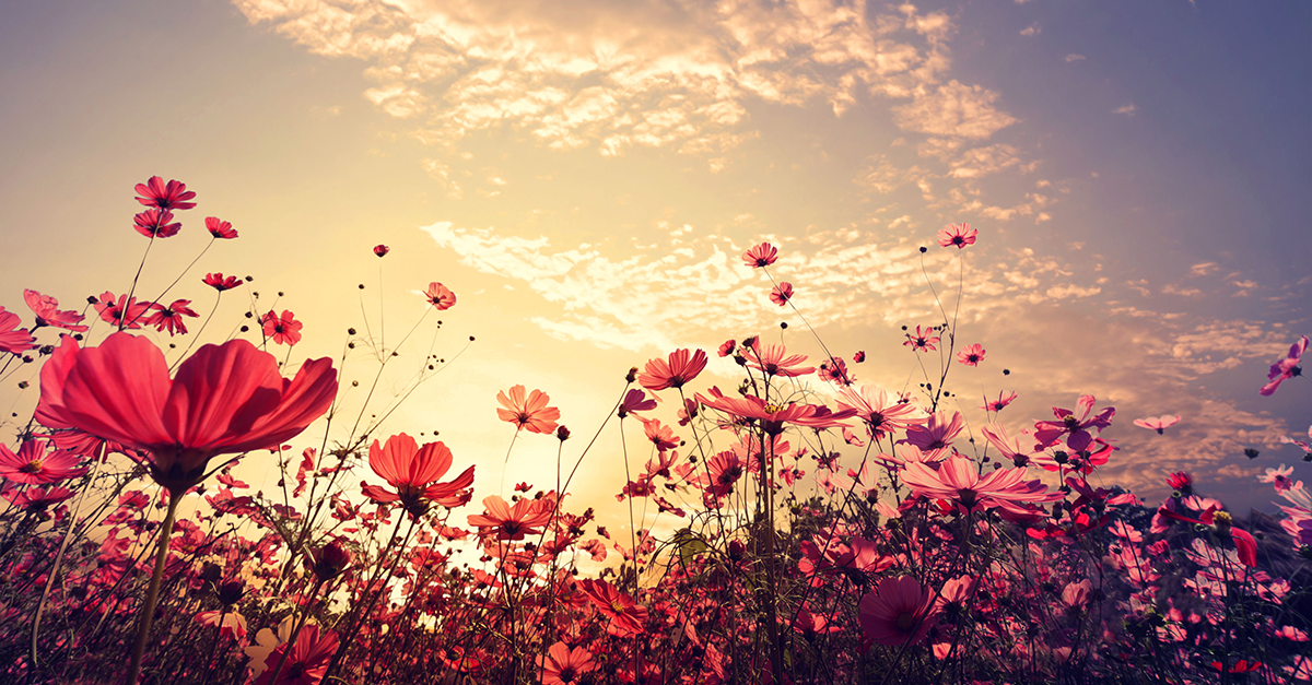 The Dubious Argument against NPS